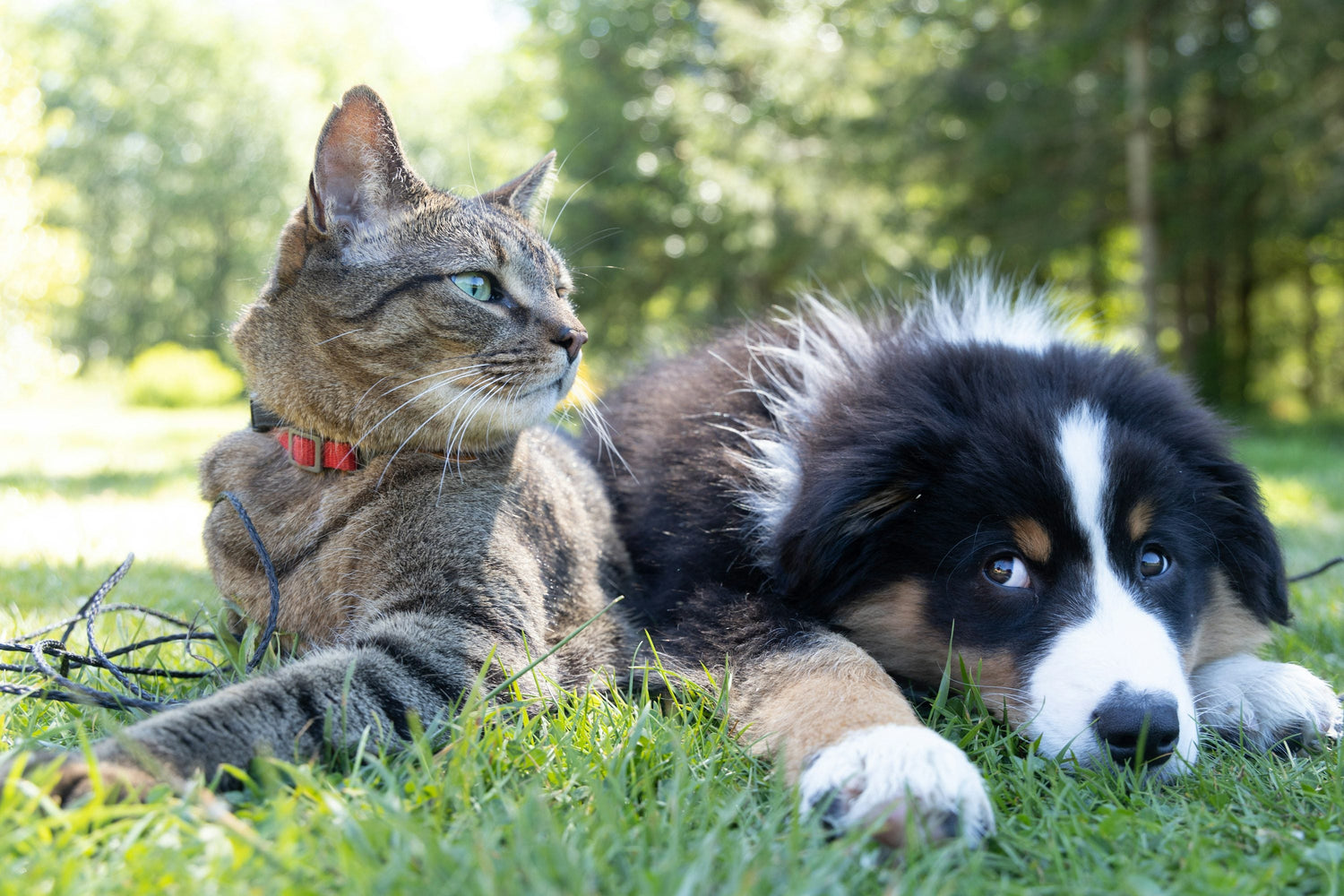 Animali Domestici
